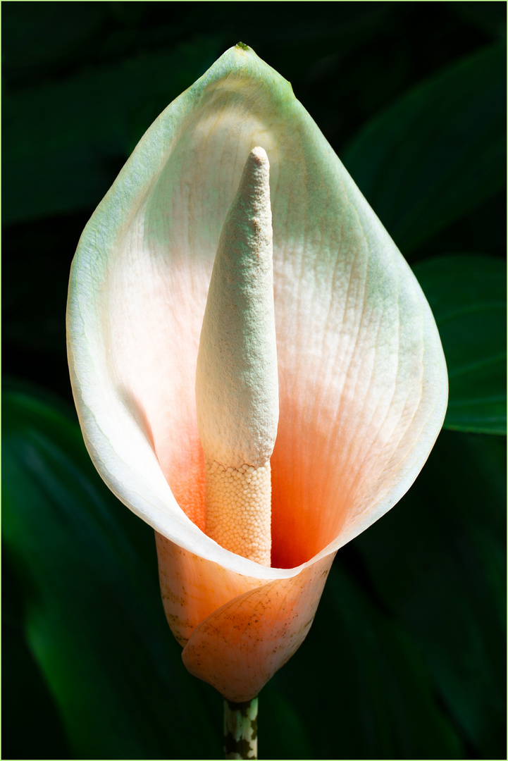 Amorphophallus bulbifer