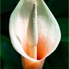 Amorphophallus bulbifer