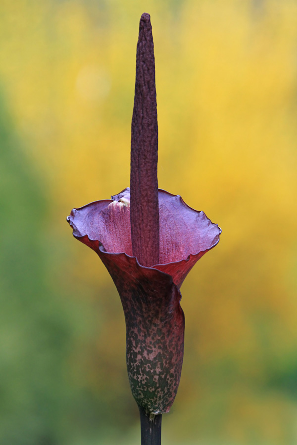 Amorphophallus konjac