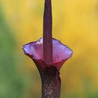 Amorphophallus konjac