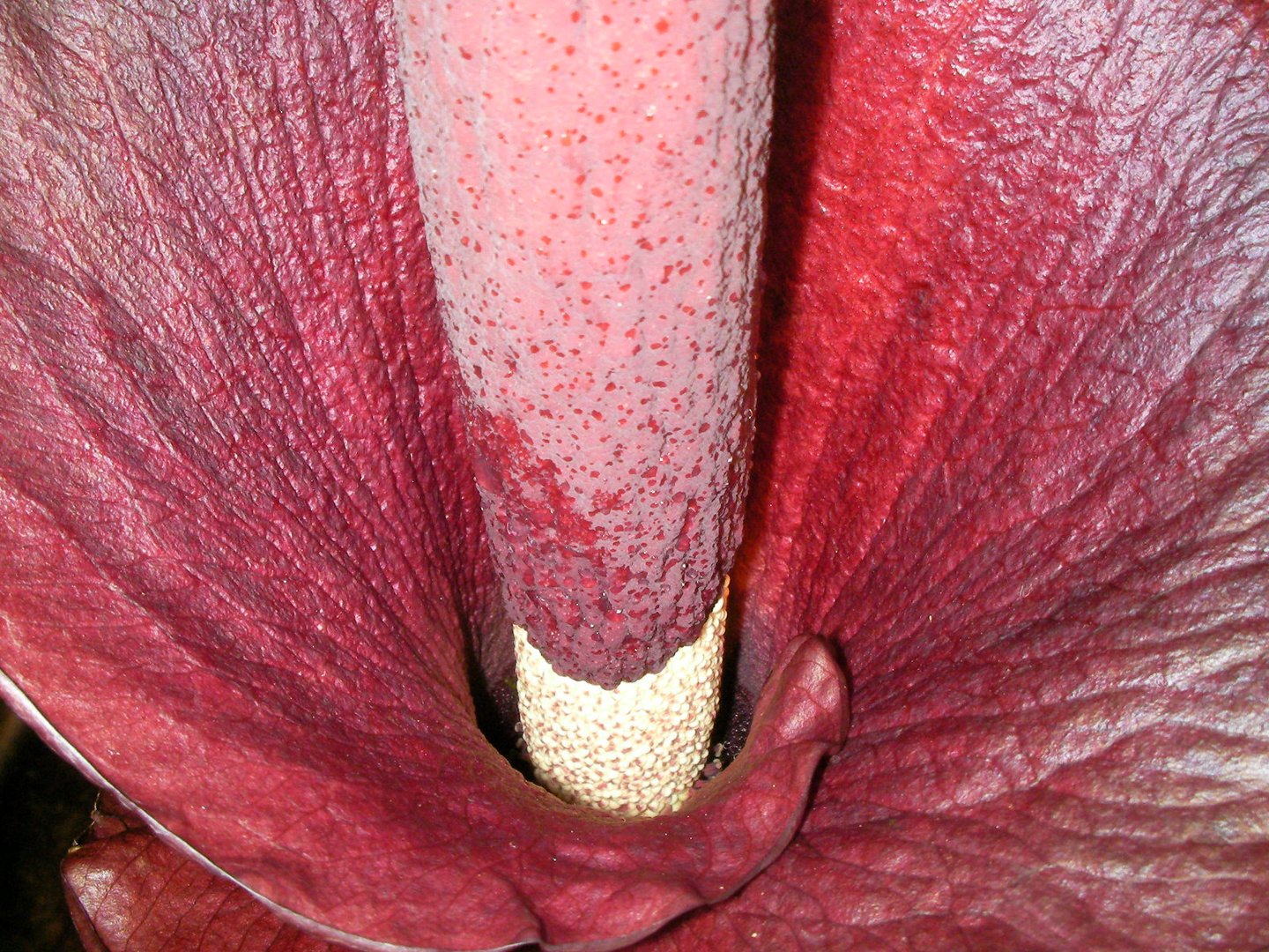 Amorphophallus konjac, Syn.: rivieri