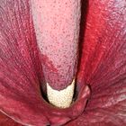 Amorphophallus konjac, Syn.: rivieri