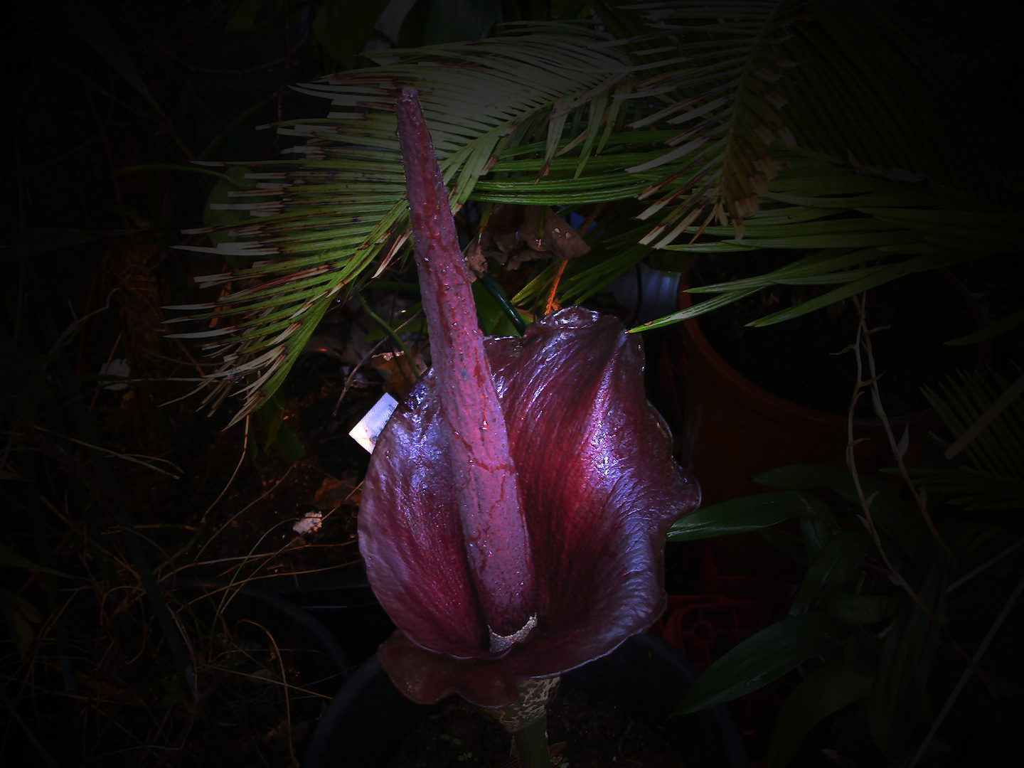 Amorphophallus konjac, Syn.: rivieri II