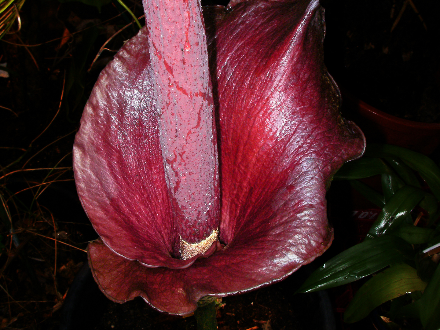 Amorphophallus konjac, Syn.: rivieri III