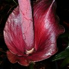 Amorphophallus konjac, Syn.: rivieri III