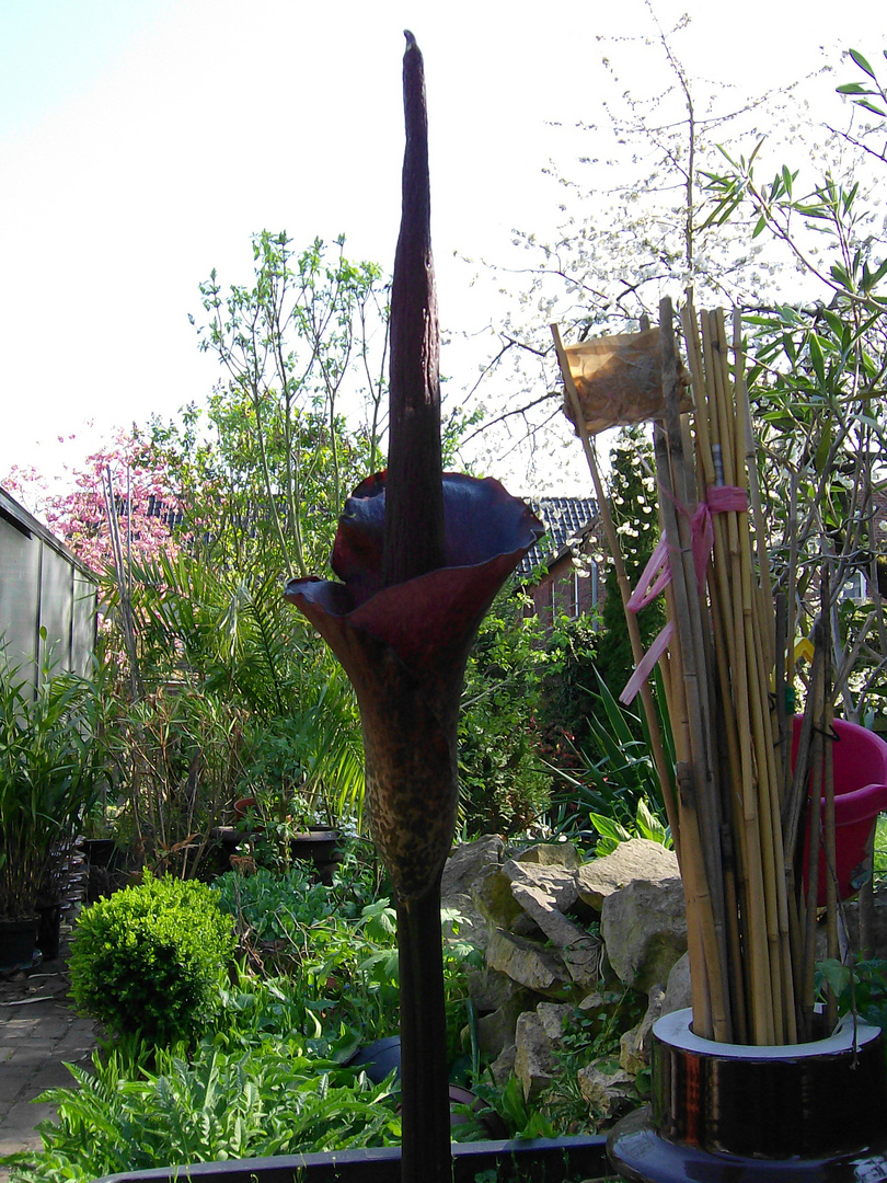 Amorphophallus konjac, Syn.: rivieri IV