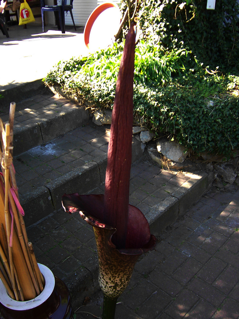 Amorphophallus konjac, Syn.: rivieri V