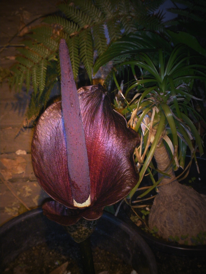 Amorphophallus konjac, Syn.: rivieri VI