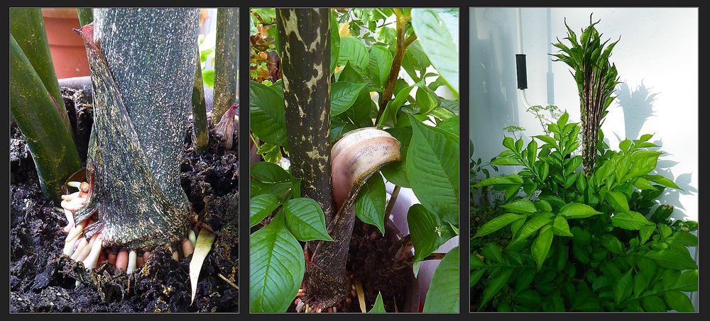 Amorphophallus konjak - Teufelszunge