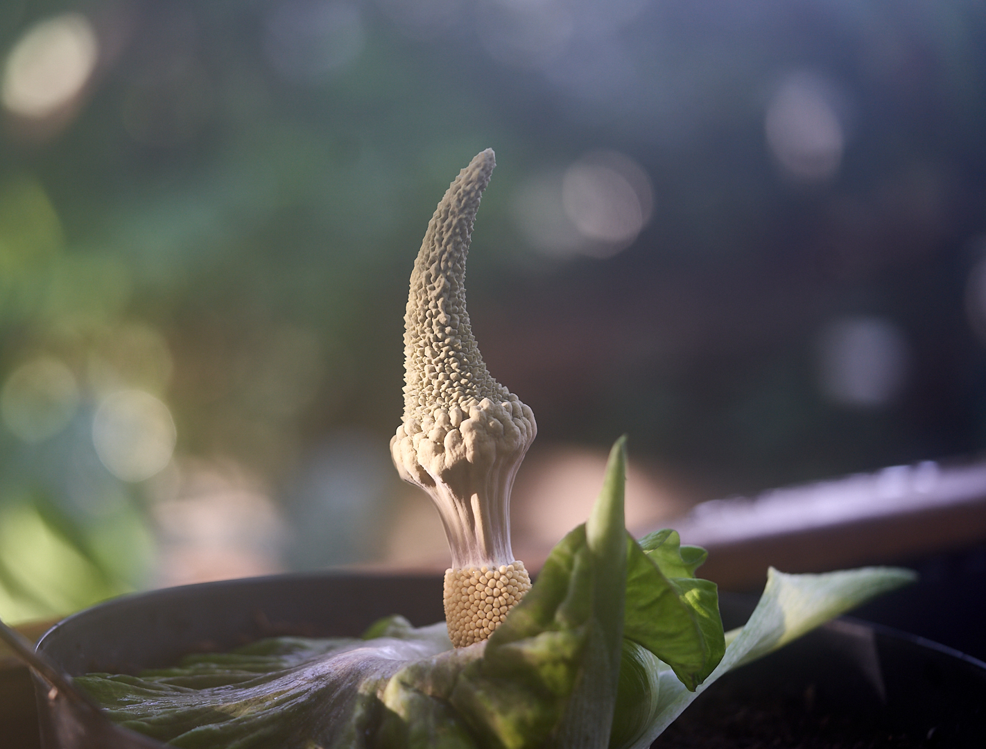  Amorphophallus lewallei 