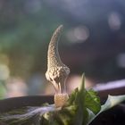  Amorphophallus lewallei 