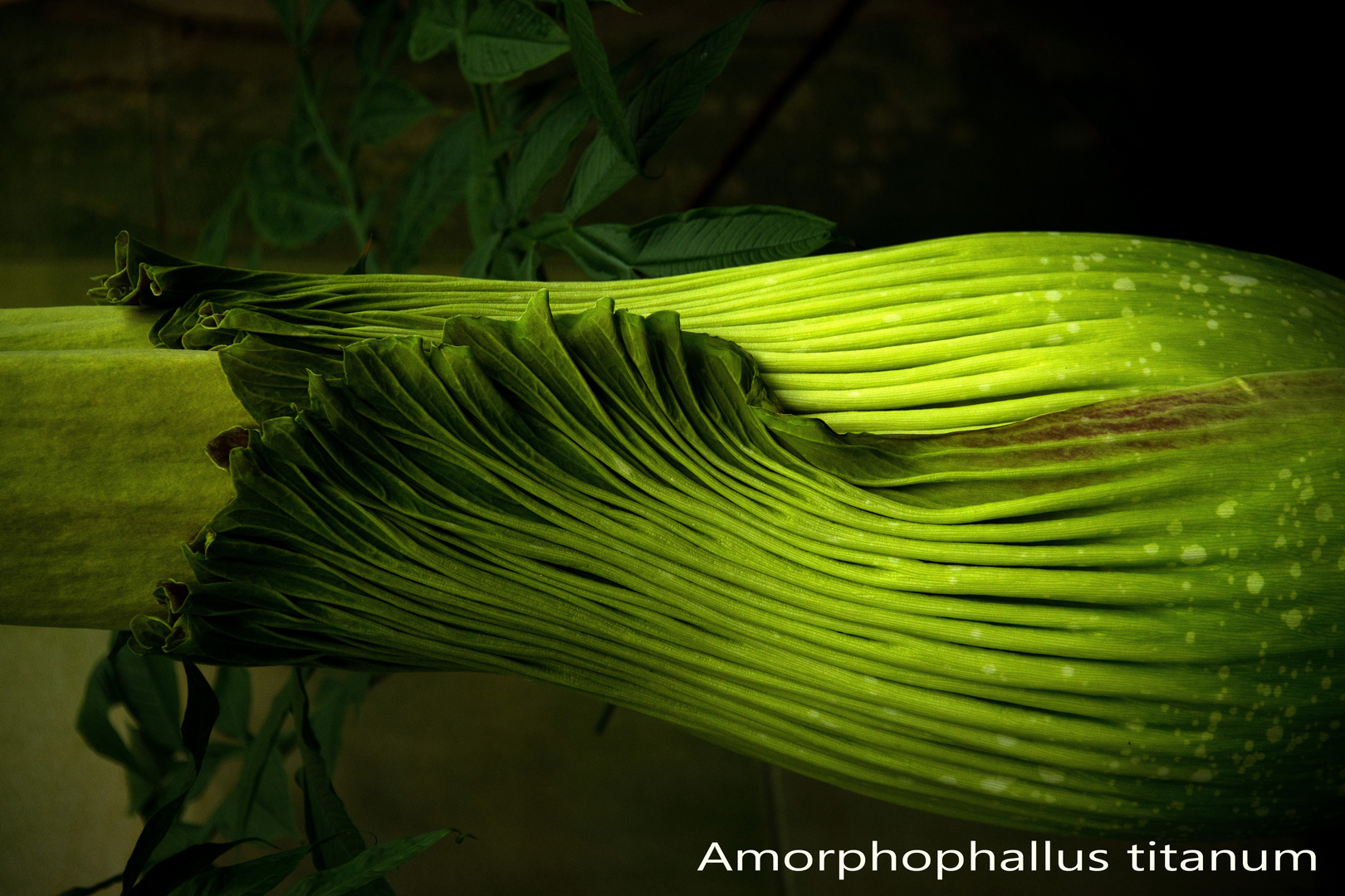 Amorphophallus titanum