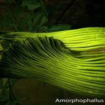 Amorphophallus titanum