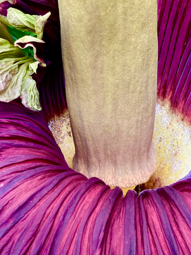 Amorphophallus titanum