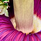 Amorphophallus titanum