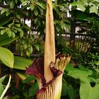 Amorphophallus titanum