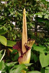 Amorphophallus titanum