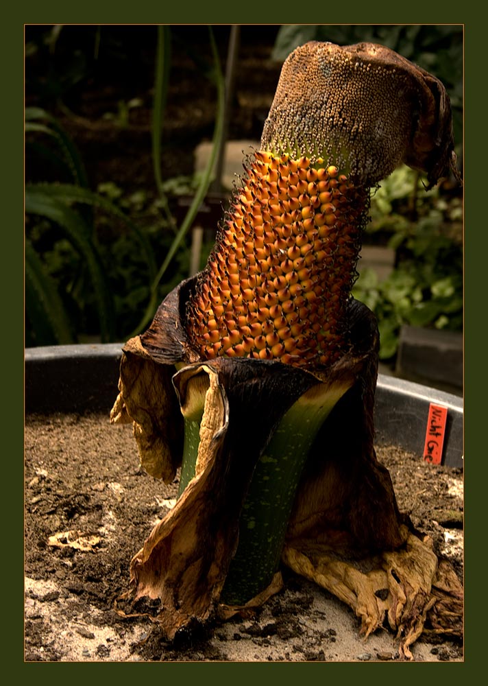 Amorphophallus titanum (Titanwurz)