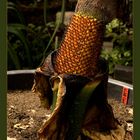 Amorphophallus titanum (Titanwurz)