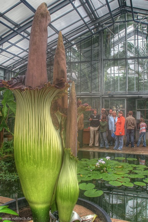 Amorphophallus, Titanwurz, Titanenwurz, Stinkepimmel