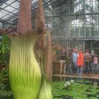 Amorphophallus, Titanwurz, Titanenwurz, Stinkepimmel