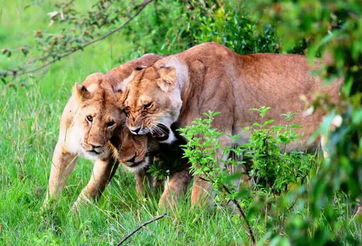 Amour & complicité