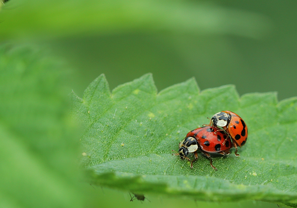 Amour de coccinelles