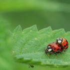 Amour de coccinelles