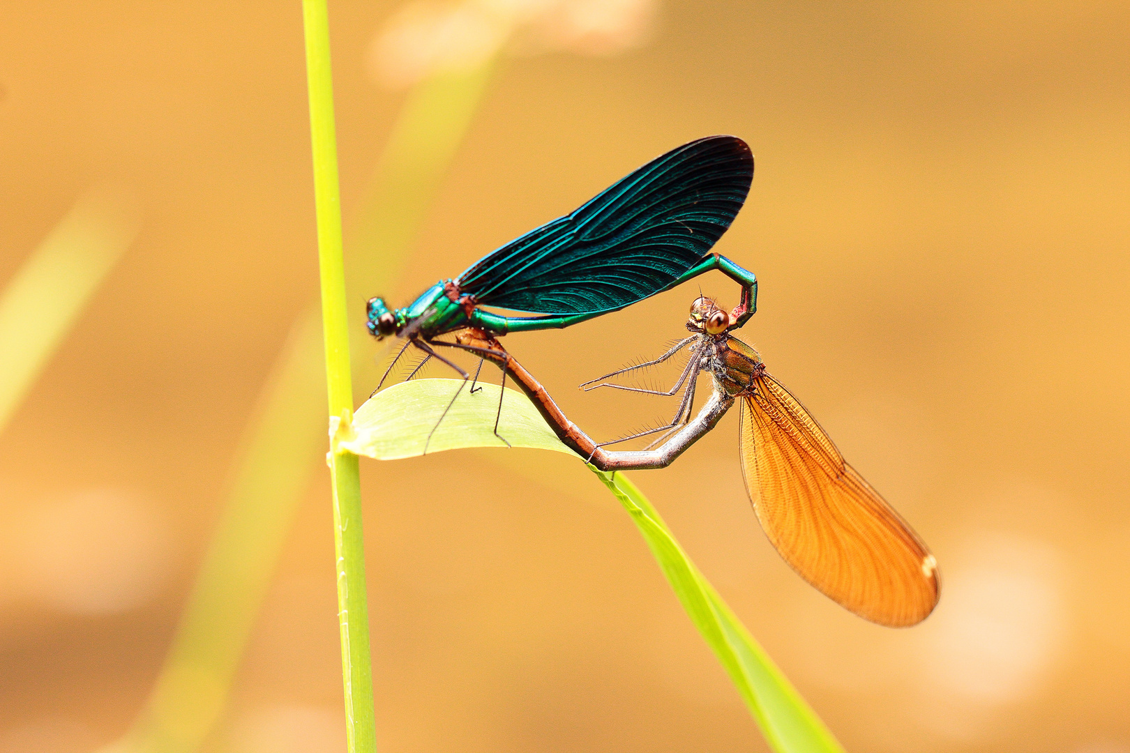 Amour de demoiselles !