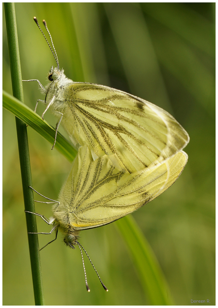 Amour de papillon