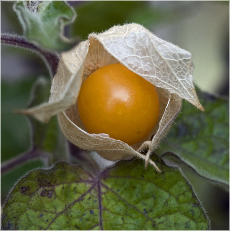 Amour en cage (Physalis)