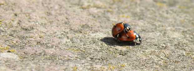 Amour entre coccinelles