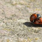 Amour entre coccinelles