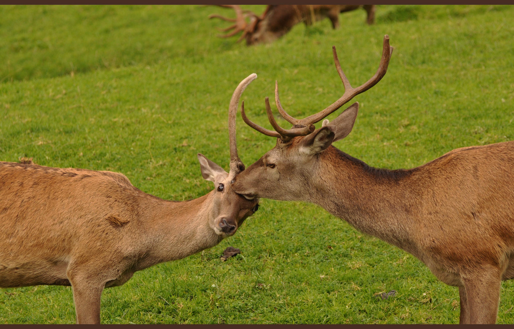 Amour et tendresse !