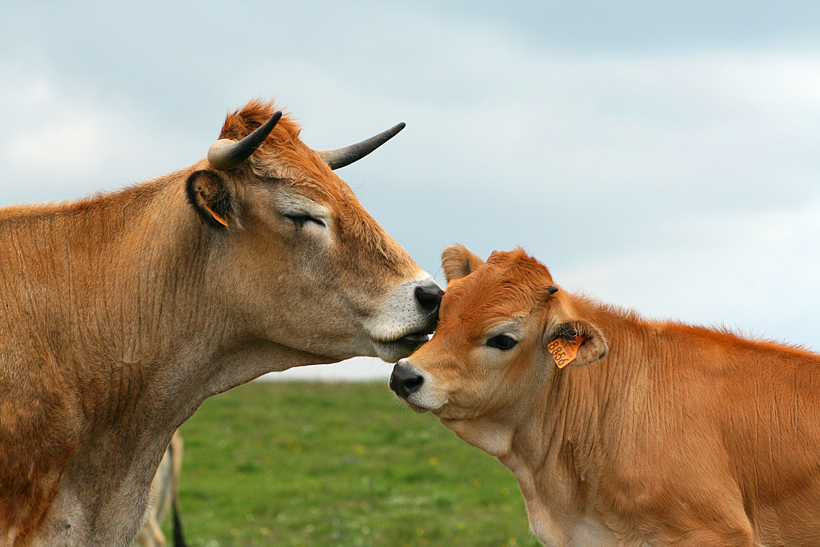 amour maternel