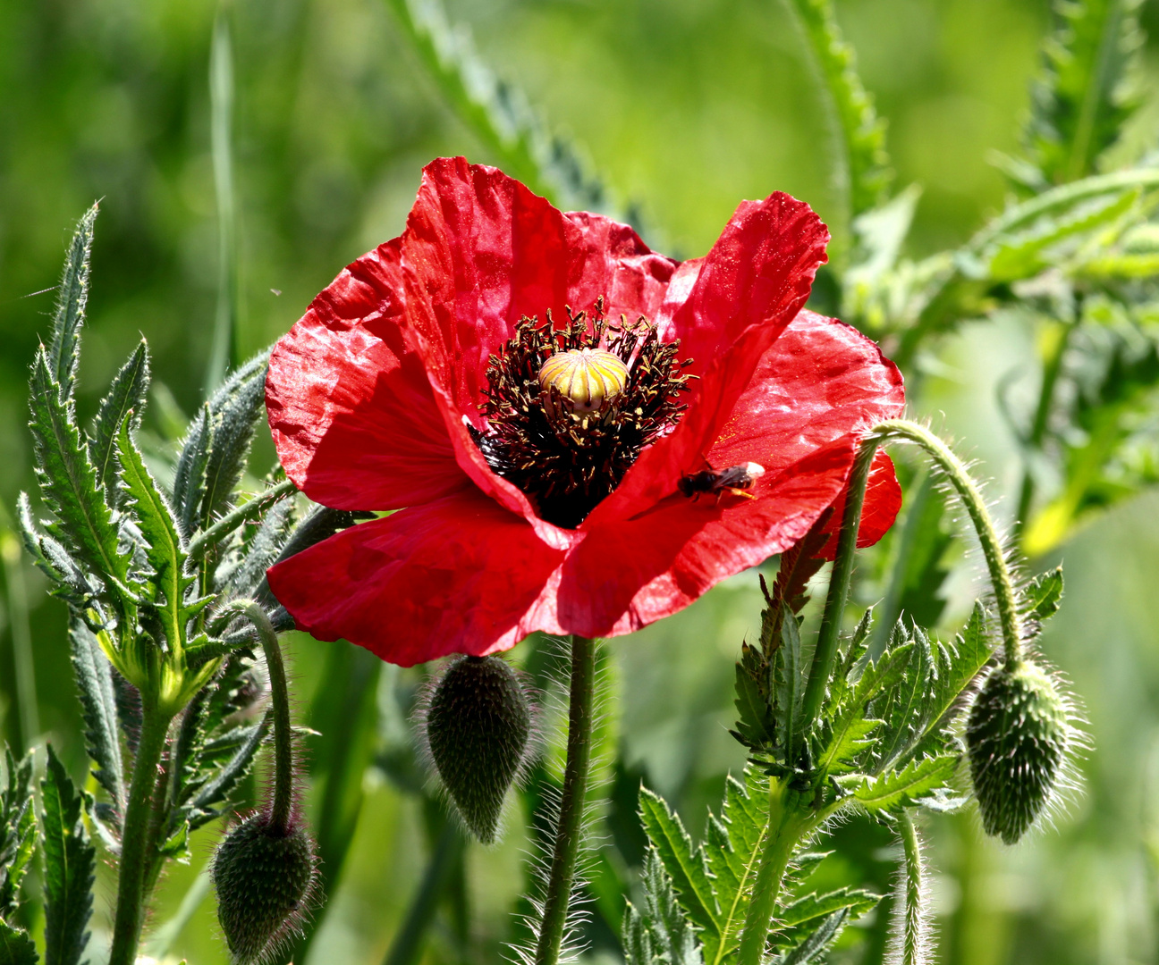 Amour Rouge