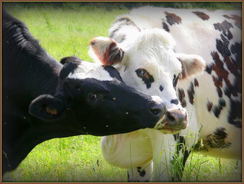 amour vache !!