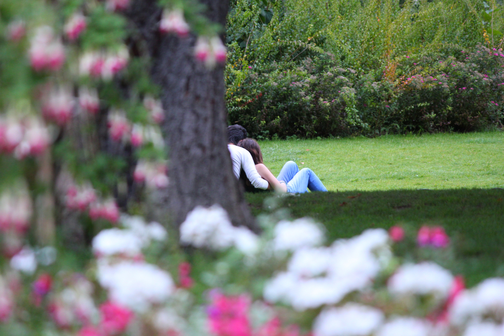 Amoureux dans un parc