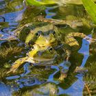 Amouröse Abenteuer im Froschteich