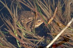 Amours crapaudesques (Crapaud commun)