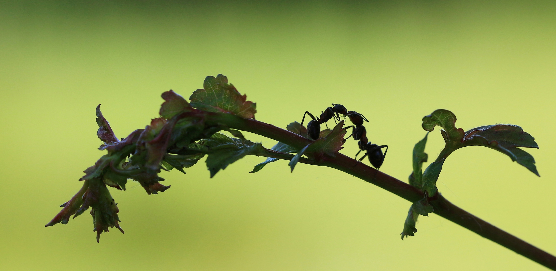 Amours de fourmis......