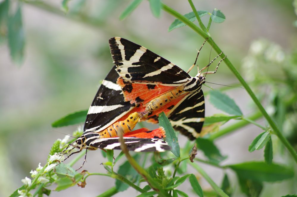 Amours de papillons