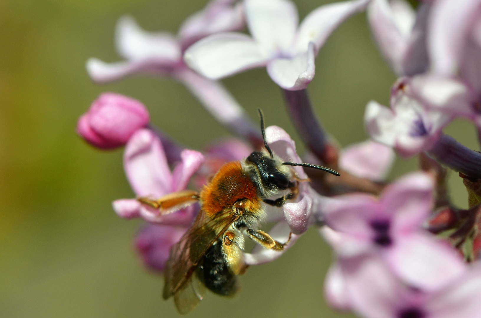 &amp;  noch ein kleines Wildes Bienchen 