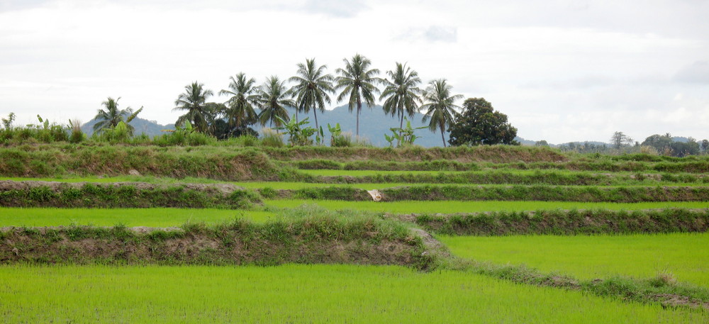 Ampara