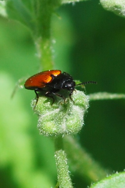 Ampedus elongatulus (Schnellkäferart)