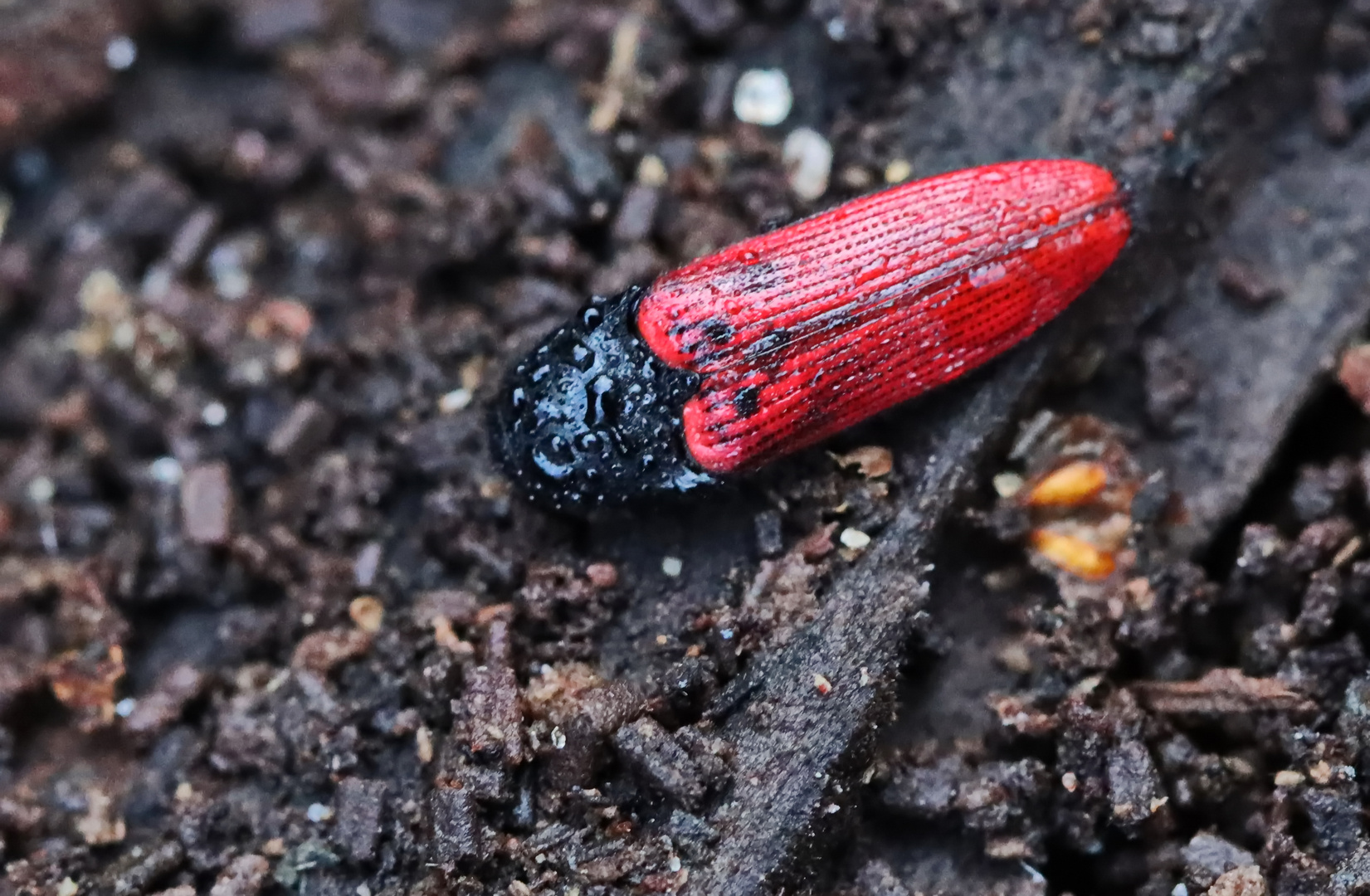 Ampedus sanguinolentus