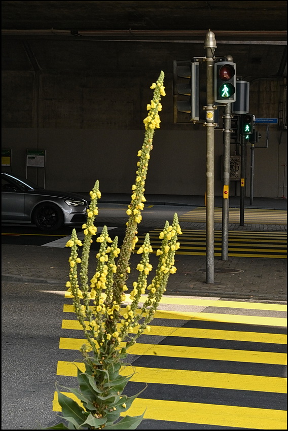 Ampel auf Grün