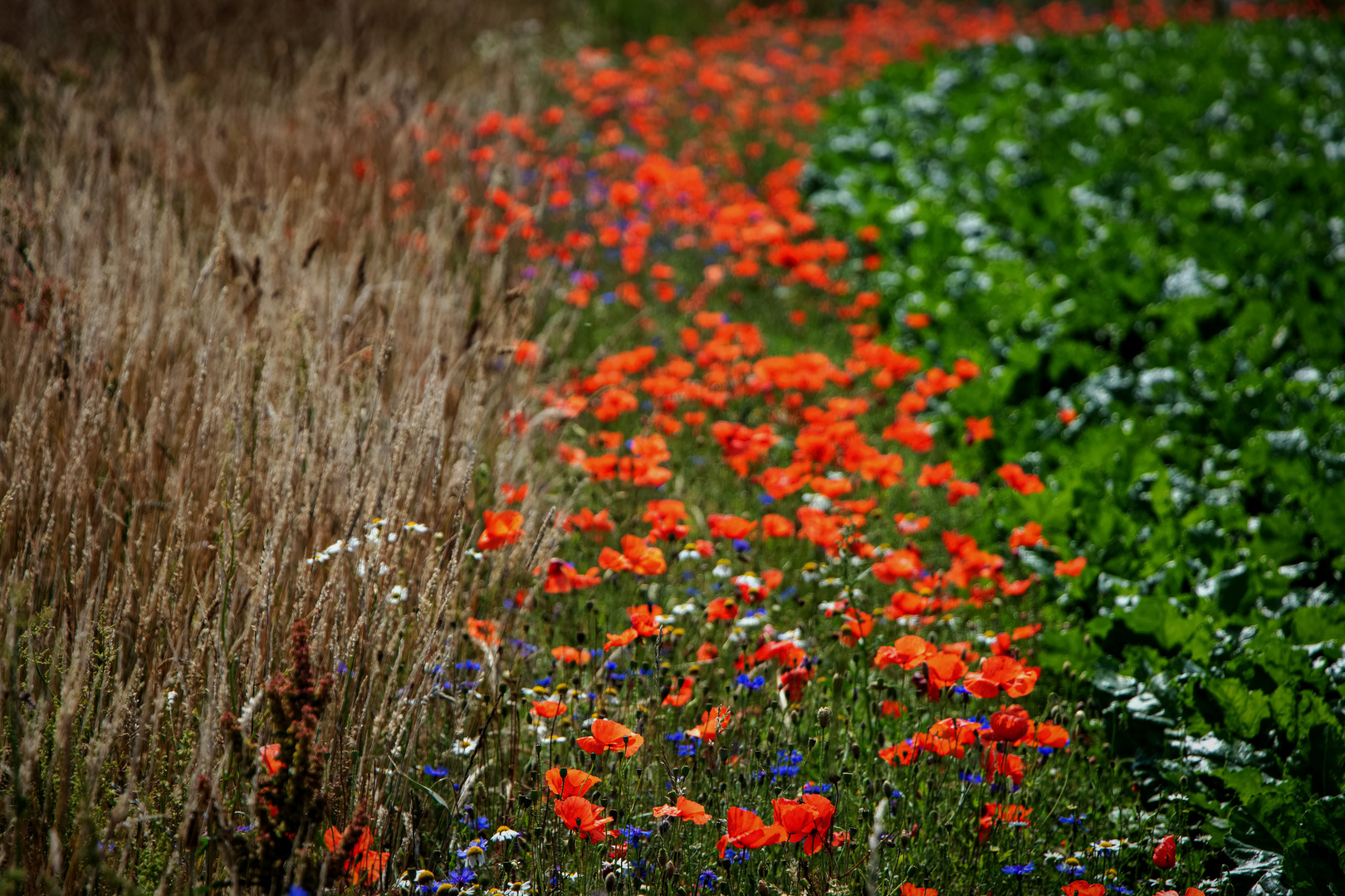 Ampel-Farben .....