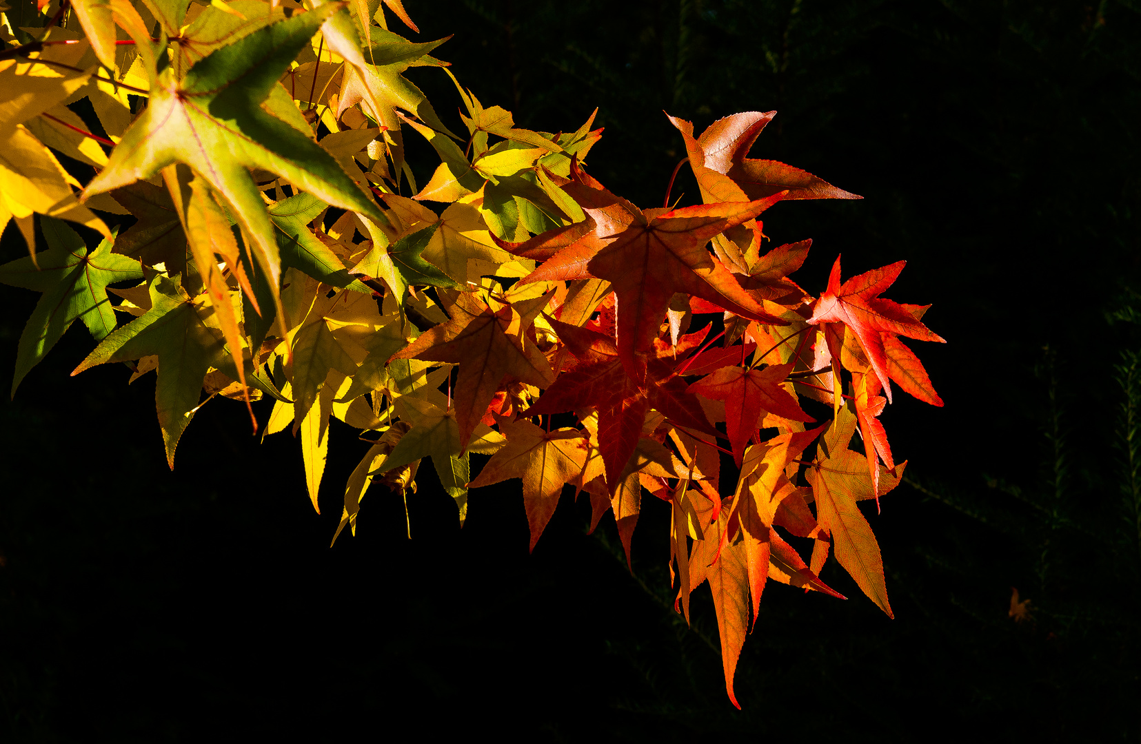 Ampel-Herbst 