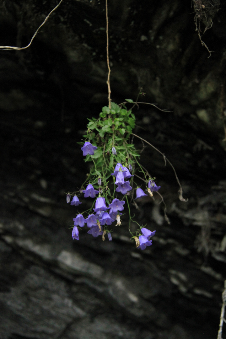 Ampel in der Natur